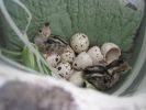 PICTURES/Quail Babies - AKA Fuzz Balls on Toothpicks/t_Peeps2.jpg